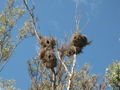 Myiopsitta monachus