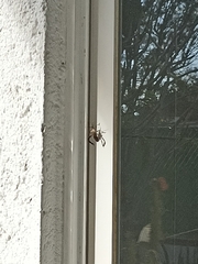 Acanthocephala alata