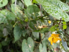 Armillatus