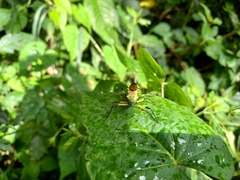Armillatus