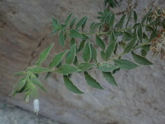 Podonosma orientalis