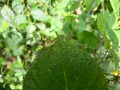 Armillatus