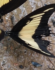 Heraclides androgeus