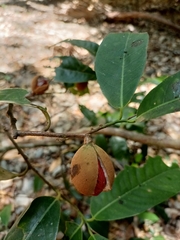 Myristica insipida