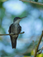 Saucerottia cyanocephala