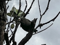 Anthornis melanura