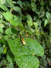 Armillatus