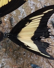 Heraclides androgeus