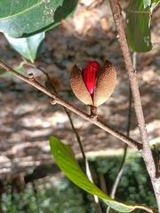 Myristica insipida