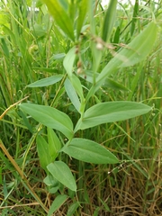 Lathyrus ochrus