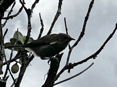 Anthornis melanura