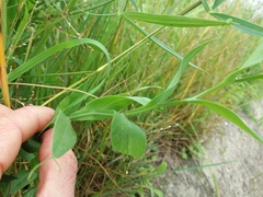 Lathyrus ochrus