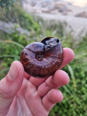 Powelliphanta annectens