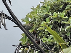 Anthornis melanura