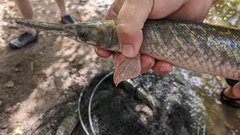 Lepisosteus oculatus