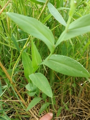 Lathyrus ochrus