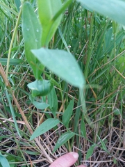 Lathyrus ochrus