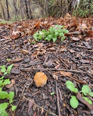 Coprinellus bipellis