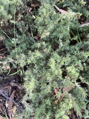 Pultenaea involucrata