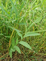 Lathyrus ochrus