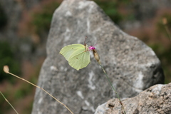 Gonepteryx farinosa
