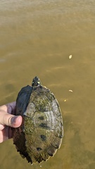 Graptemys ouachitensis