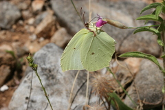 Gonepteryx farinosa