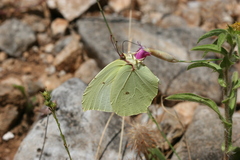 Gonepteryx farinosa