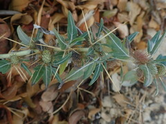 Xanthium spinosum