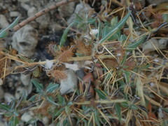 Xanthium spinosum