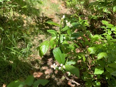 Aronia