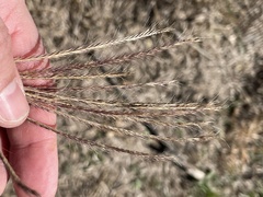 Trichloris pluriflora