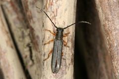 Oberea moravica