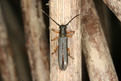 Oberea moravica