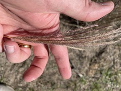 Trichloris pluriflora