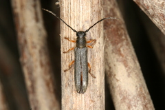Oberea moravica