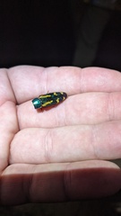 Buprestis rufipes