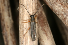 Oberea moravica