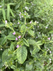 Elephantopus carolinianus