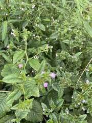 Elephantopus carolinianus