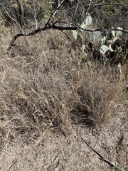 Trichloris pluriflora