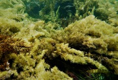 Olisthops cyanomelas