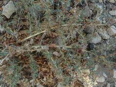 Xanthium spinosum