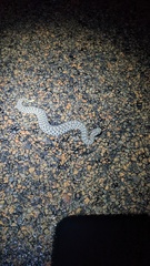 Sistrurus tergeminus