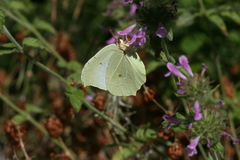 Gonepteryx farinosa