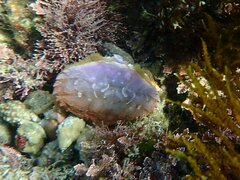 Cycloxanthops novemdentatus