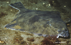 Platichthys stellatus