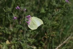 Gonepteryx farinosa