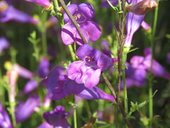 Penstemon heterophyllus
