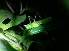 Melanophoxus brunneri